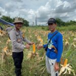 Polsek Halong Dukung Asta Cita Presiden, Perkuat Ketahanan Pangan Lewat Penanaman Jagung