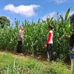 Polsek Pugaan Lakukan Penyiraman Dan Pengecekan Perkembangan Jagung Hibrida Dukung Ketahanan Pangan