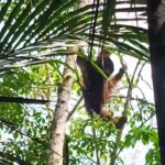 Polsek Banua Lawas Bersama BKSDA Lakukan Pemantauan Orangutan yang Masuk ke Lahan Warga